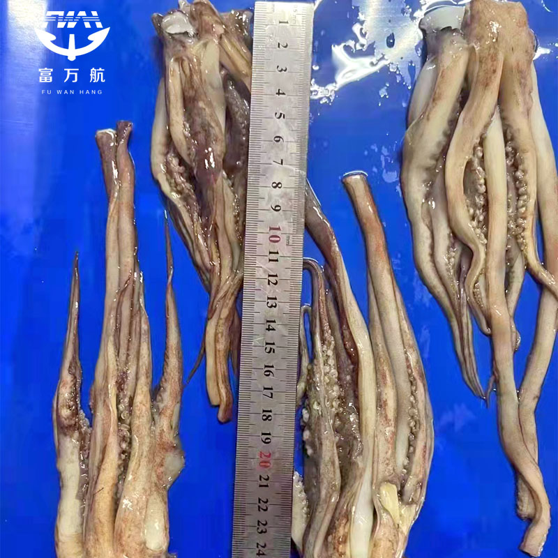 เส้นศูนย์สูตร Squid Tentacle Squid Head
