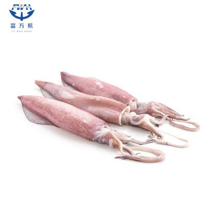 Whole Round Frozen North Pacific Squid